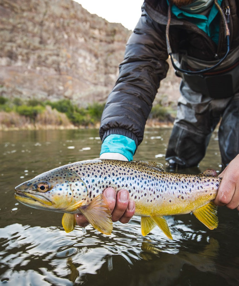 Fly Fishing for Trout: What You Need and What You Don