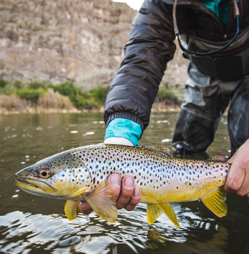 Fly Fishing for Trout: What You Need and What You Don